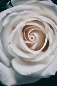 Close-up of white rose