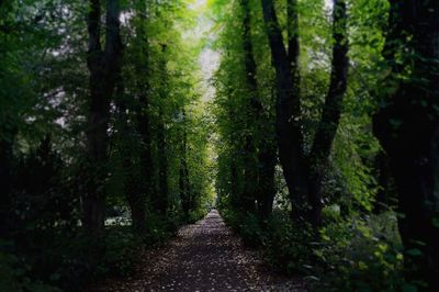 Footpath amidst trees in forest