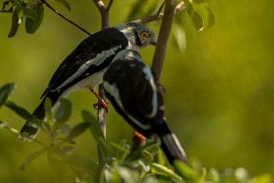 Close-up of bird perching on branch