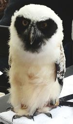 Close-up portrait of owl