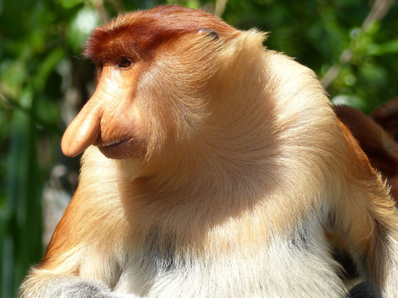 animal themes, one animal, close-up, focus on foreground, animals in the wild, wildlife, mammal, animal head, animal body part, brown, nature, part of, outdoors, day, no people, forest, sunlight, looking away, side view, portrait