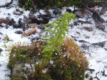 High angle view of frozen water on rock