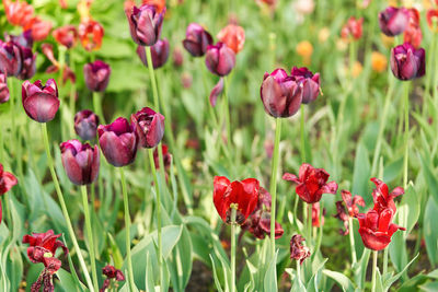 Close-up of red flowering plants