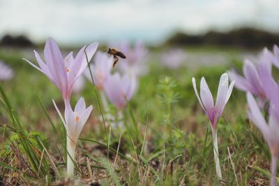 Close-up of honey bee pollinating on purple flower