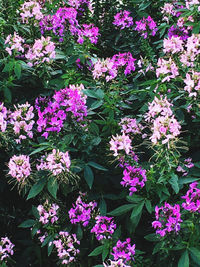 High angle view of pink flowering plants