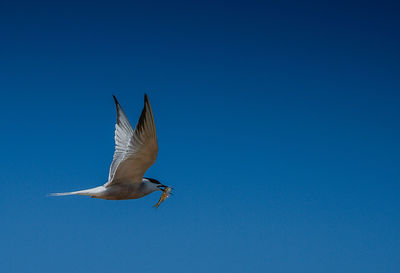 Low angle view of bird flying against clear blue sky