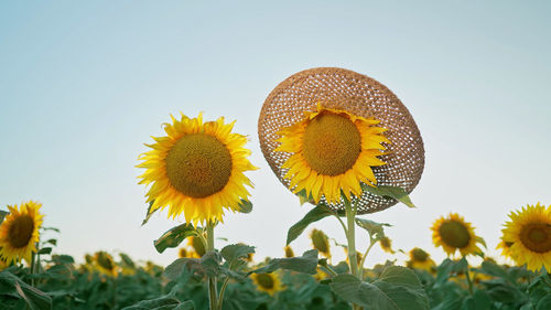 Close-up of sunflower against sky