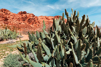 Cactus growing in desert