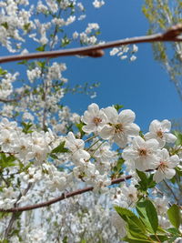 Close-up of white cherry blossoms in spring