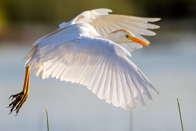 Close-up of seagull flying