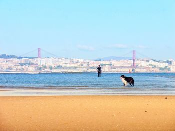 Dogs on beach against the sky