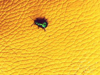 Close-up of ladybug on orange leaf