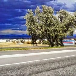 Trees by road against sky