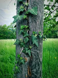 Close-up of tree trunk on field