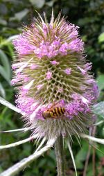 Close-up of pink flower