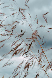 Low angle view of plant against sky