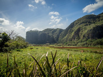 Scenic view of landscape against cloudy sky