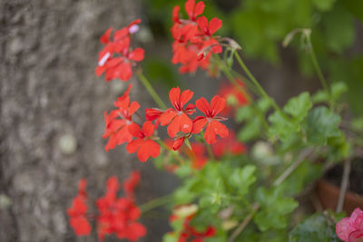 Close-up of red flowering plant