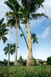 Palm trees on landscape