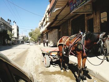 Horse cart on street in city