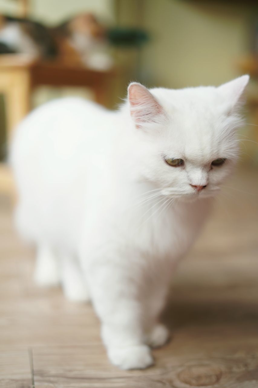 domestic, pets, domestic animals, domestic cat, cat, mammal, feline, animal, white color, animal themes, one animal, focus on foreground, vertebrate, table, looking, no people, indoors, flooring, wood - material, close-up, whisker