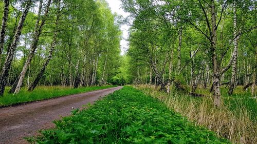 Road amidst trees in forest