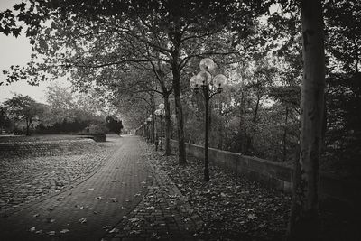 Footpath passing through trees