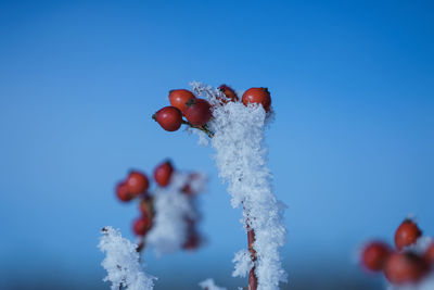 Rowan berrys and ice crystals with blue sky