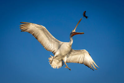 Low angle view of bird flying against clear blue sky