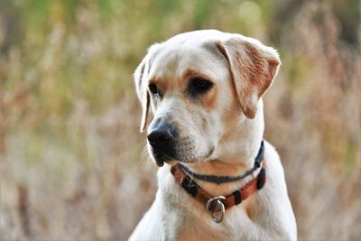 Close-up of dog