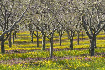 View of yellow flowering plants on field