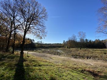 Bare trees on field against clear sky