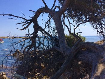 Tree trunk by sea against sky