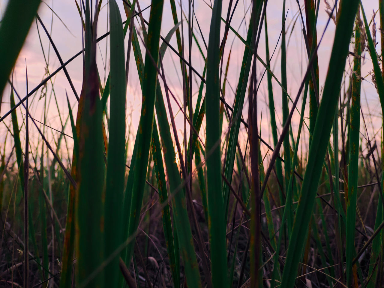 CLOSE-UP OF STALKS IN FIELD AGAINST SUNSET