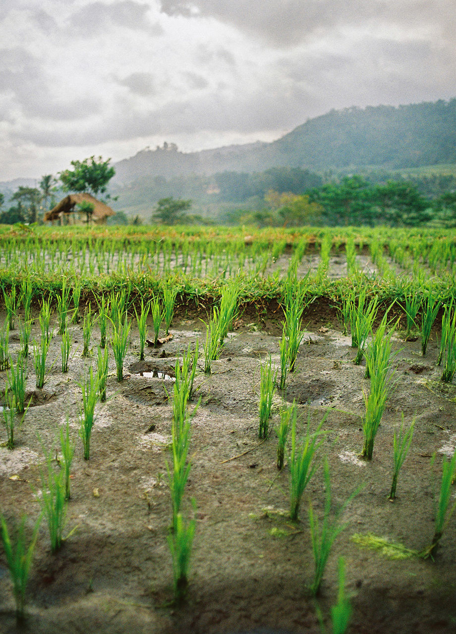 SCENIC VIEW OF FARM AGAINST SKY