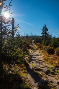 Footpath amidst trees against sky