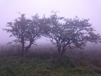 Trees in foggy weather