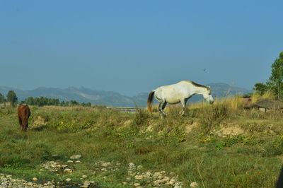 Horse in a field