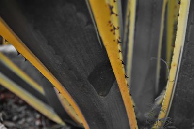 Close-up of yellow flower