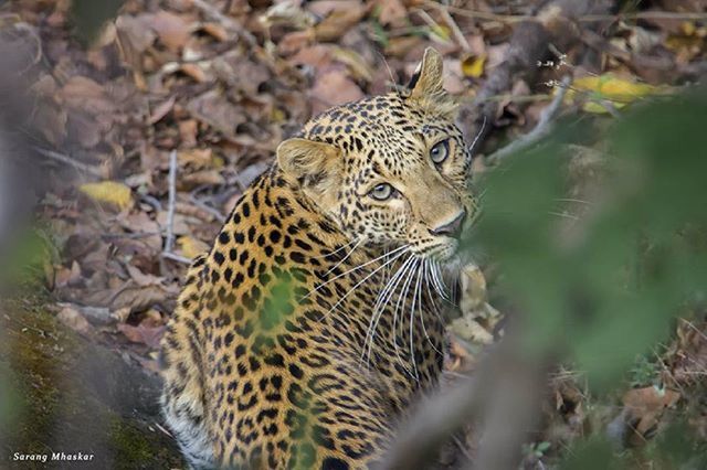 animal themes, animals in the wild, wildlife, one animal, animal markings, mammal, zoo, forest, natural pattern, leopard, safari animals, animals in captivity, nature, focus on foreground, tiger, endangered species, day, outdoors, close-up, no people