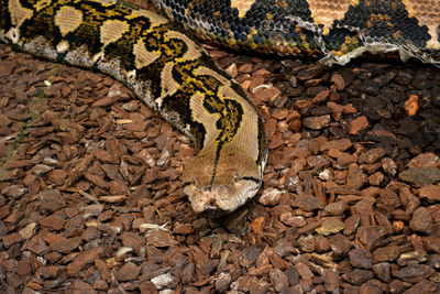 Close-up of burmese python on ground