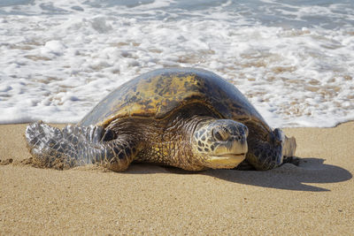 View of turtle on beach