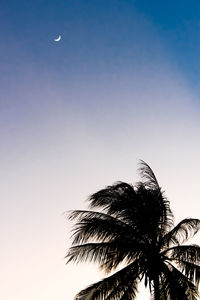 Low angle view of palm trees against blue sky