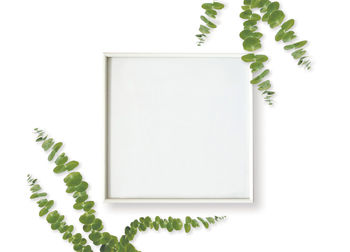 Close-up of potted plant against white background