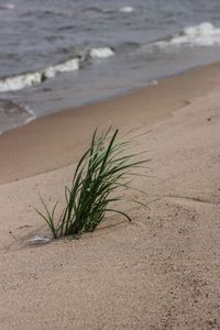 Plant growing on beach