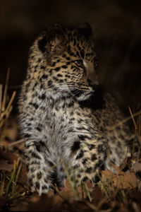 Close-up of a cat looking away