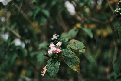 Close-up of pink flowering plant