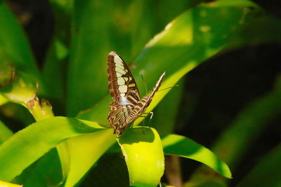 Close-up of butterfly on leaf