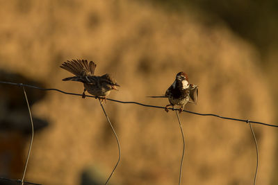 View of birds perching on cable
