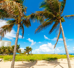 Palm trees against blue sky